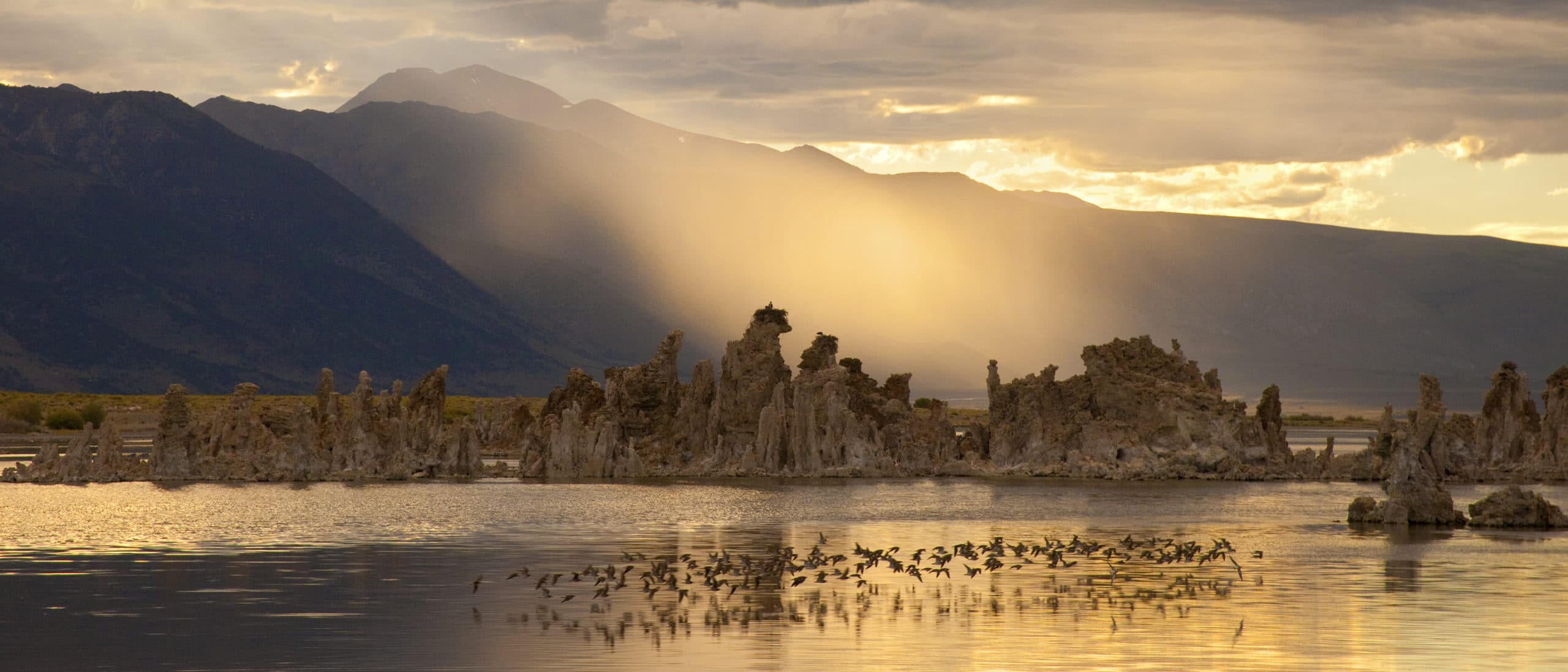 Dramatic sunset scene at Mono Lake with a flock of 100 or so shorebirds skimming above the lake surfact, tufa towers emerging from the water and standing above, with a golden beam of light between the tufa towers and the tall mountain peaks in the distance, with everything drenched in warm golden hues.