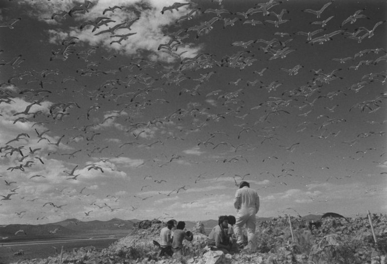 Black and white image of researchers studying California Gulls at Mono Lake working below a sky filled with flying gulls.