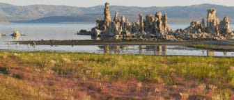 Sunrise light on a grove of tufa towers emerging from the water of Mono Lake with soft green and dusty-red wild grasses in the foreground, Canada geese in the shallow water with reflections of the rocky towers, and desert hills in the distance.