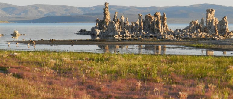 Sunrise light on a grove of tufa towers emerging from the water of Mono Lake with soft green and dusty-red wild grasses in the foreground, Canada geese in the shallow water with reflections of the rocky towers, and desert hills in the distance.