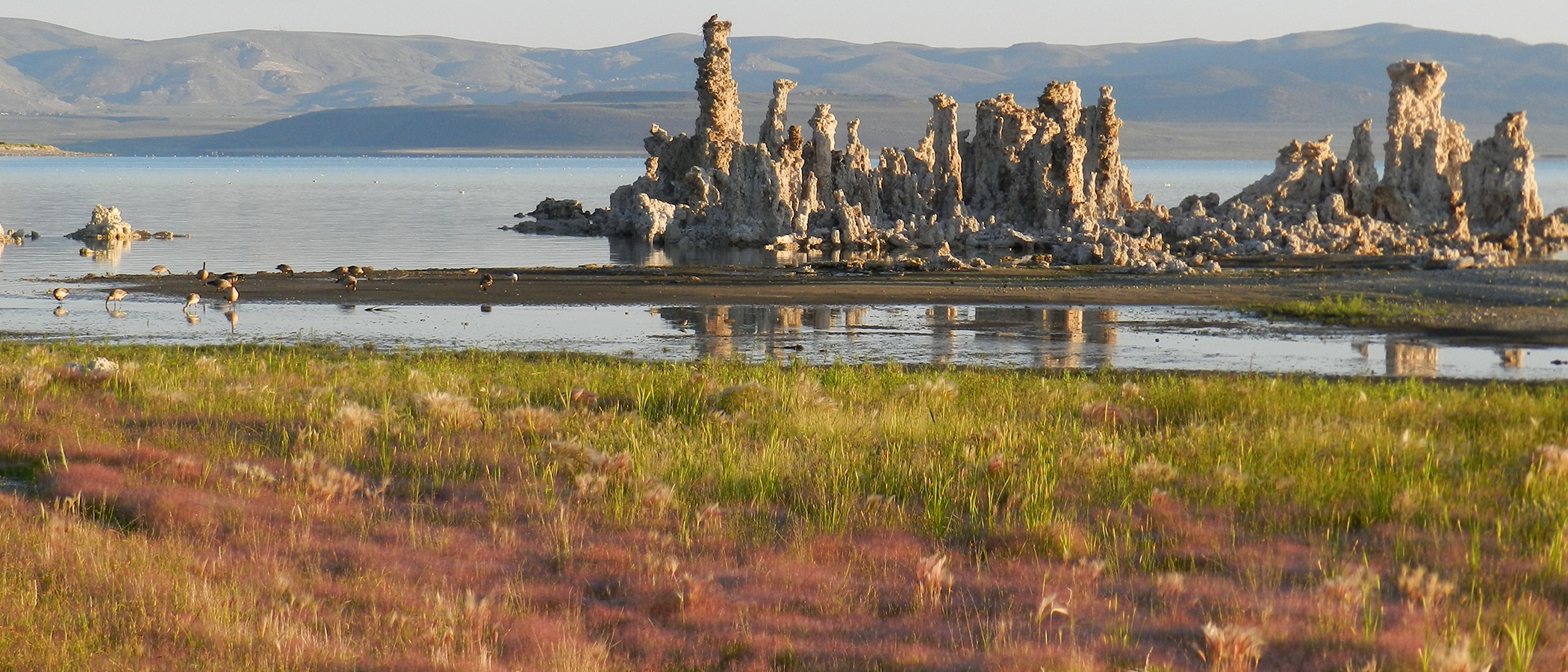 Sunrise light on a grove of tufa towers emerging from the water of Mono Lake with soft green and dusty-red wild grasses in the foreground, Canada geese in the shallow water with reflections of the rocky towers, and desert hills in the distance.