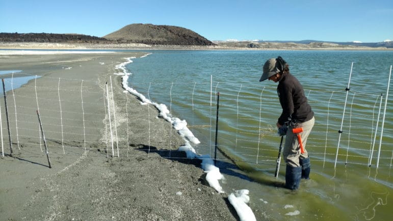 Biologist installing temporary electric fence on landbridge to California Gull nesting colony at Mono Lake.