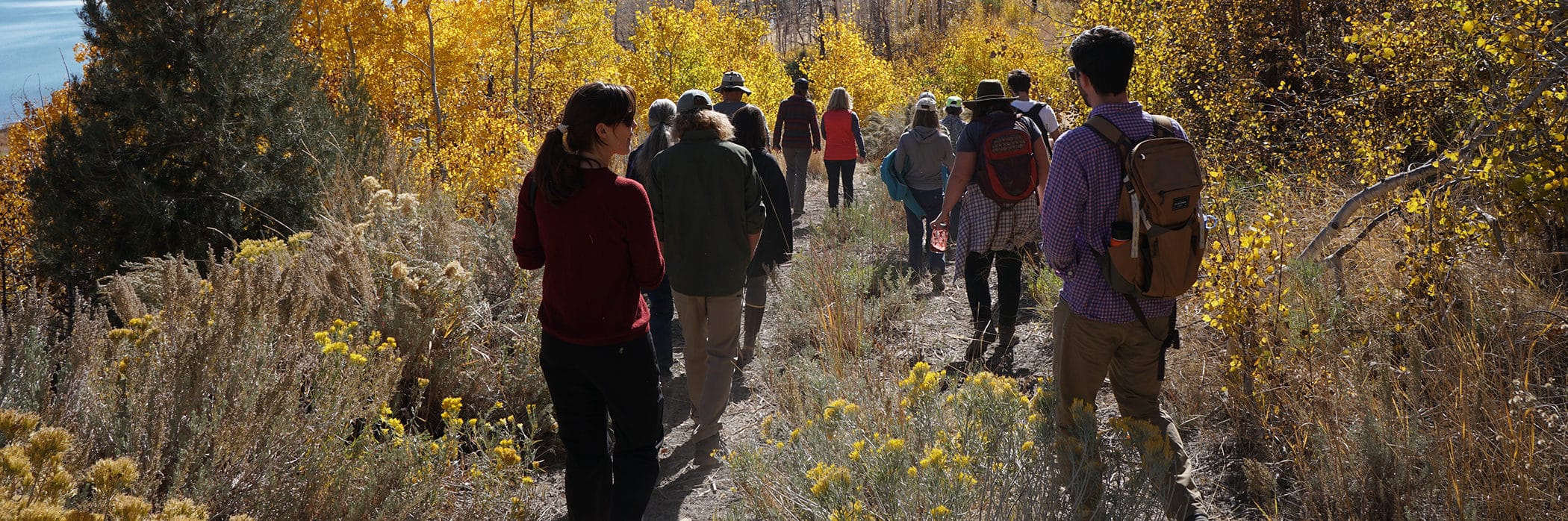 Thirteen people walk down a hill wearing backpacks and hiking gear as they walk on an overgrown dirt road through bright yellow aspens with some burnt trees ahead of them and Mono Lake and the Mono Craters in the distance.