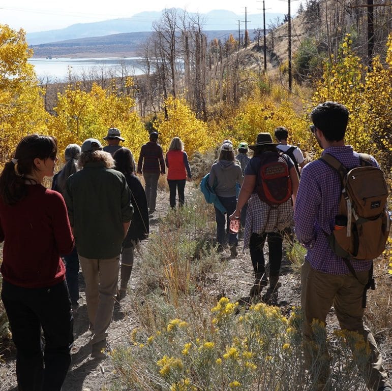 Thirteen people talk down a hill wearing backpacks and hiking gear as they walk on an overgrown dirt road through bright yellow aspens with some burt trees ahead of them and Mono Lake and the Mono Craters in the distance.