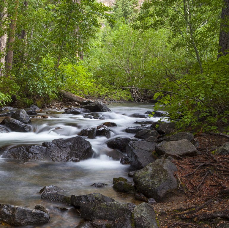 Water rushing over dark wet rocks in a creek with vibrant green vegetation surrounding the streambank and large tree stumps and pine needles along the sides.