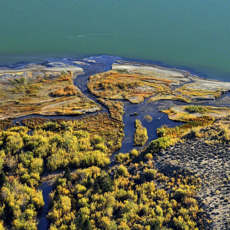 Colorful aerial view of part of the Lee Vining Creek delta with winding blue waterways green and yellow vegetation, and a bright blue-green Mono Lake.