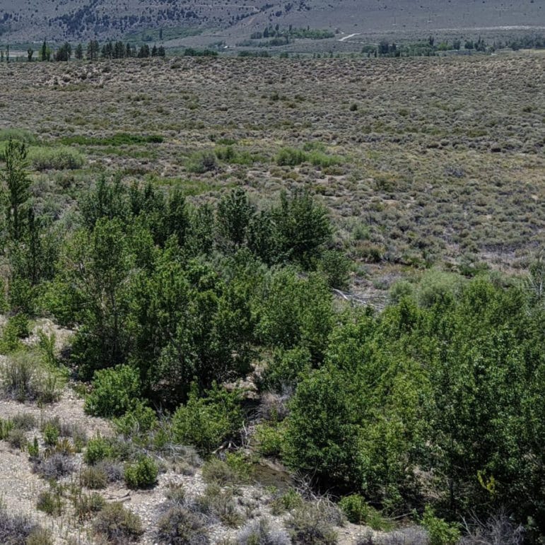 View of Mill Creek from a bluff overlooking a line of cottonwood and willow trees as it meanders through the desert toward Mono Lake.