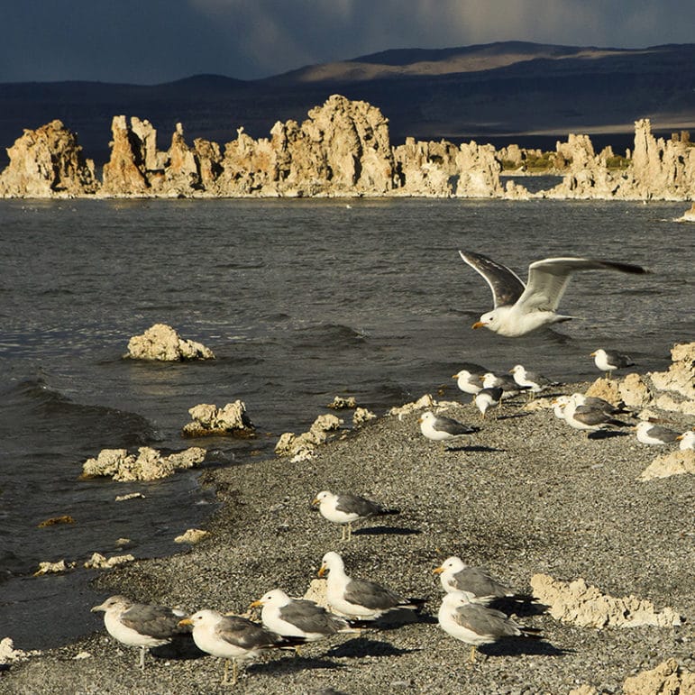 Calfiornia Gulls standing along the shore of Mono Lake in dramatic sunset light with bright tufa towers lit up against a stormy blue background.