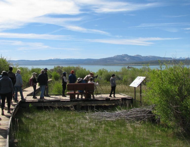 Fourteen people walking on a boardwalk above a marsh with a bench an interpretive signs, and one of them is in a ranger outfit and they are setting up a spotting scope, and it is a beautiful sunny day with lush vegetation around and a view of Mono Lake and the Mono Craters in the distance from Mono Lake County Park.