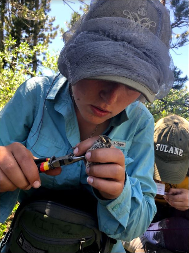 A researcher carefully holds a bird in her hand as she uses some pliers to put a band on the bird.