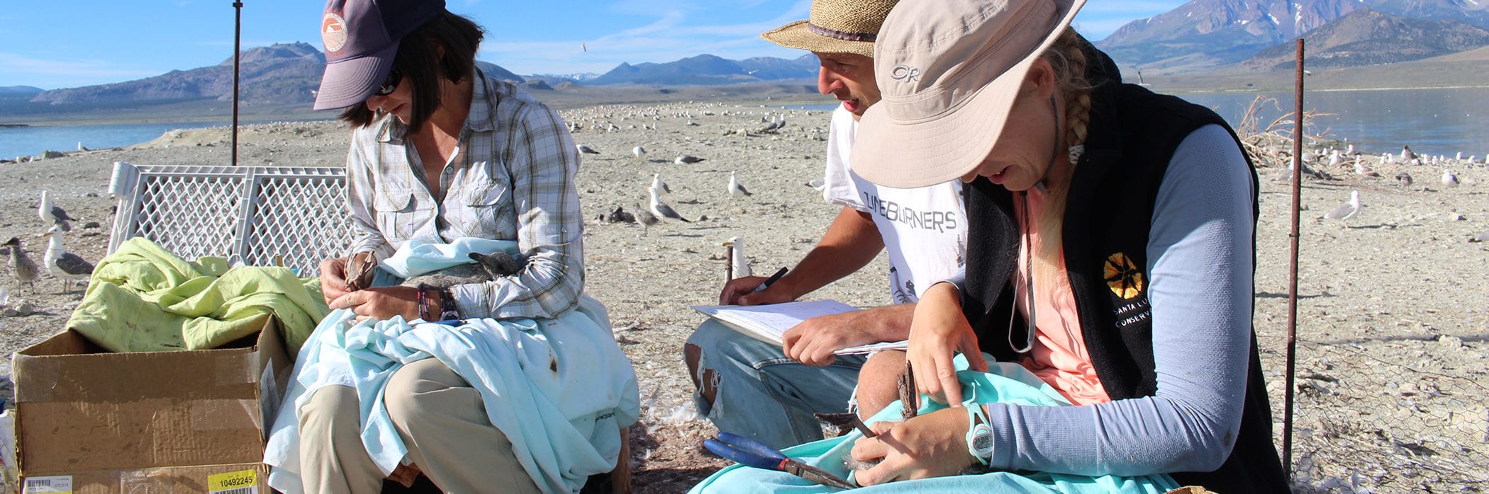 Three bird researchers banding California Gull chicks on an island in Mono Lake.