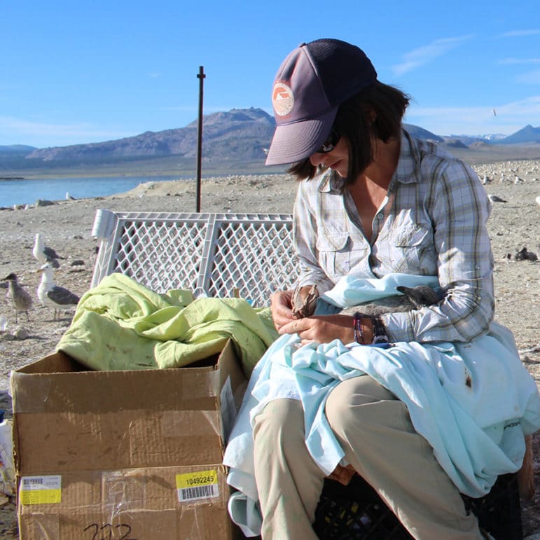 Three bird researchers banding California Gull chicks on an island in Mono Lake.