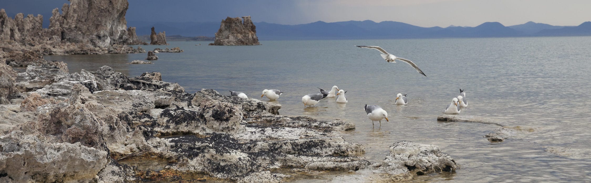 California Gulls walking, floating, and flying along the rocky, alkali fly-covered shore of Mono Lake as a storm comes in.