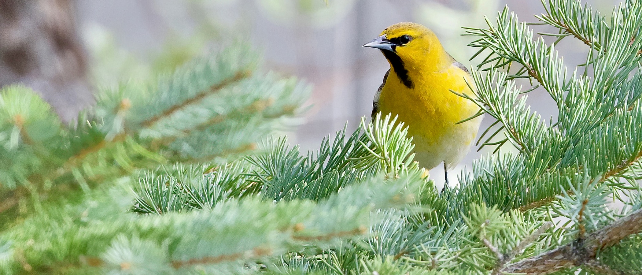 Bright yellow bird standing in a green fir tree.