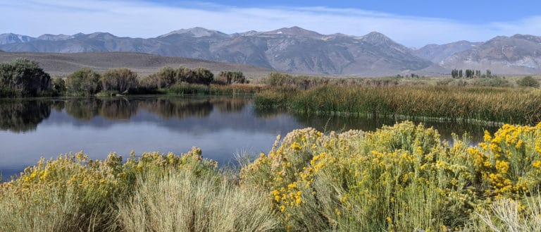 A glassy pond surrounded by brush with yellow flowers, reeds, and larger trees, with the Sierra Nevada in the background.