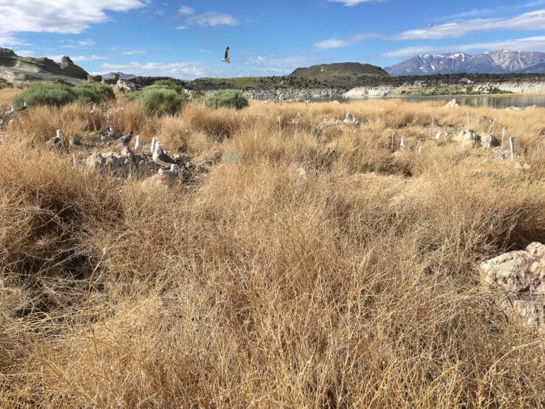 California Gulls in their nesting colony covered with a large invasive weed covering most of the nesting area.