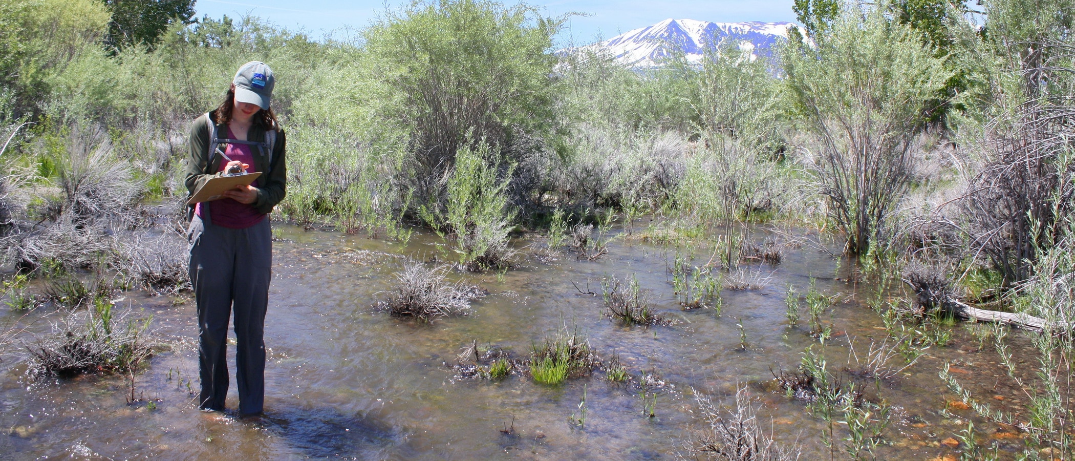 Person standing in a flooded stream up to her shins while she's holding a clipboard taking notes with lush willows around the creek and snow-capped peaks in the distance.