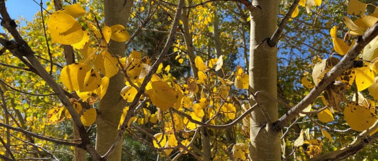 Close up of yellow aspen leaves against light brown branches.