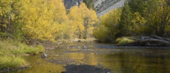 Trees with bright yellow leaves line a shallow creek, which flows towards gray gravel hills.