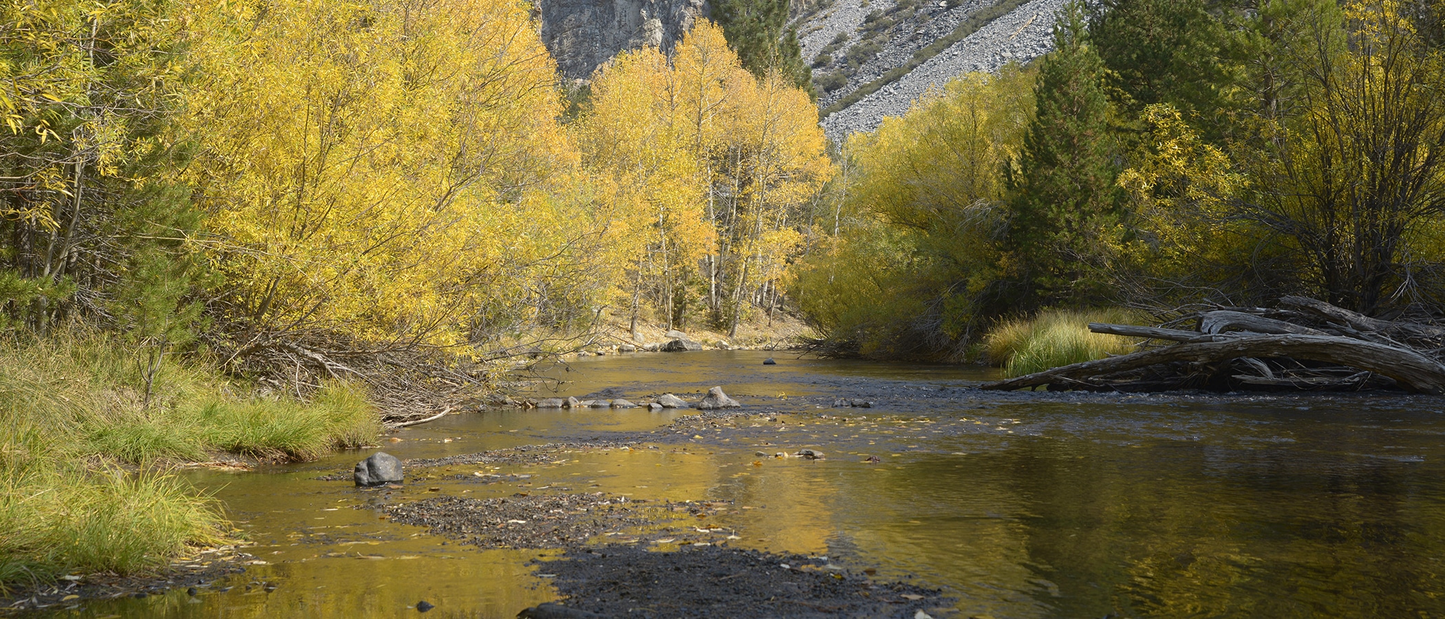 Trees with bright yellow leaves line a shallow creek, which flows towards gray gravel hills.