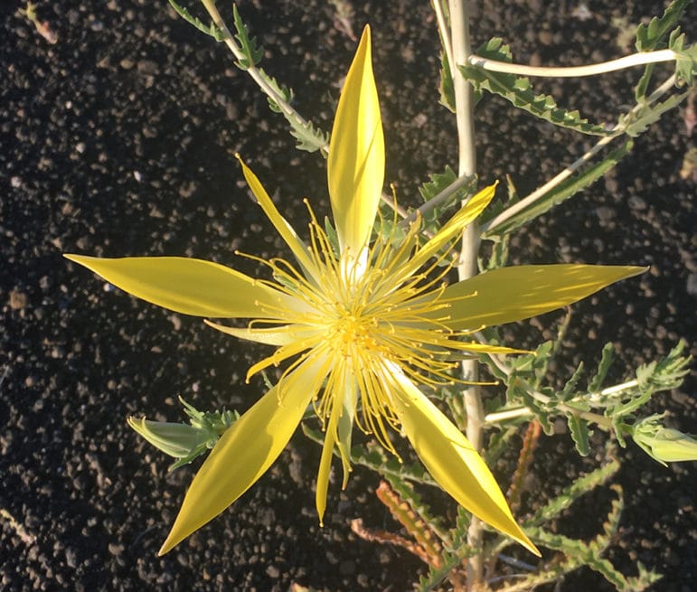 A bright yellow flower with five long pointy petals and many small thin pollen lines on a green leafy stem.