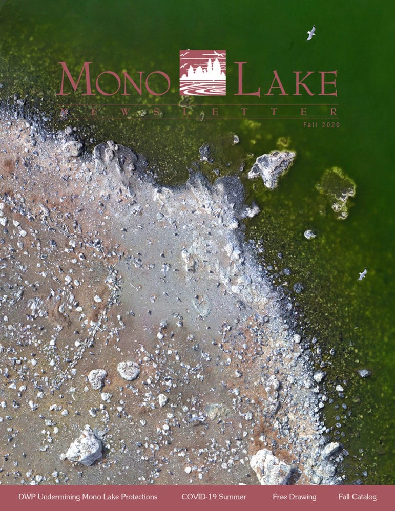 Cover of the Mono Lake Newsletter with an aerial view of the rocky shoreline of one of the gull colony islands in Mono Lake with gulls walking and also flying above the green water.