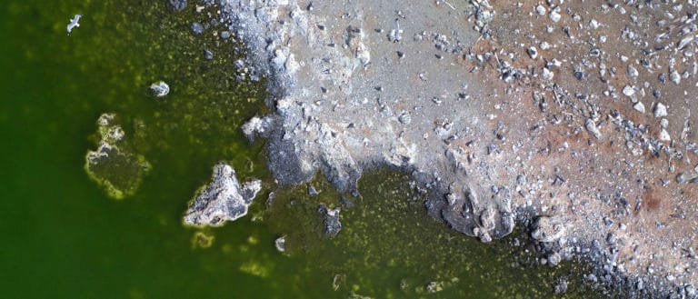 Aerial view of the shoreline of the California Gull nesting colony rocky shore where it meets a green Mono Lake, with gulls seen on the shore and flying.