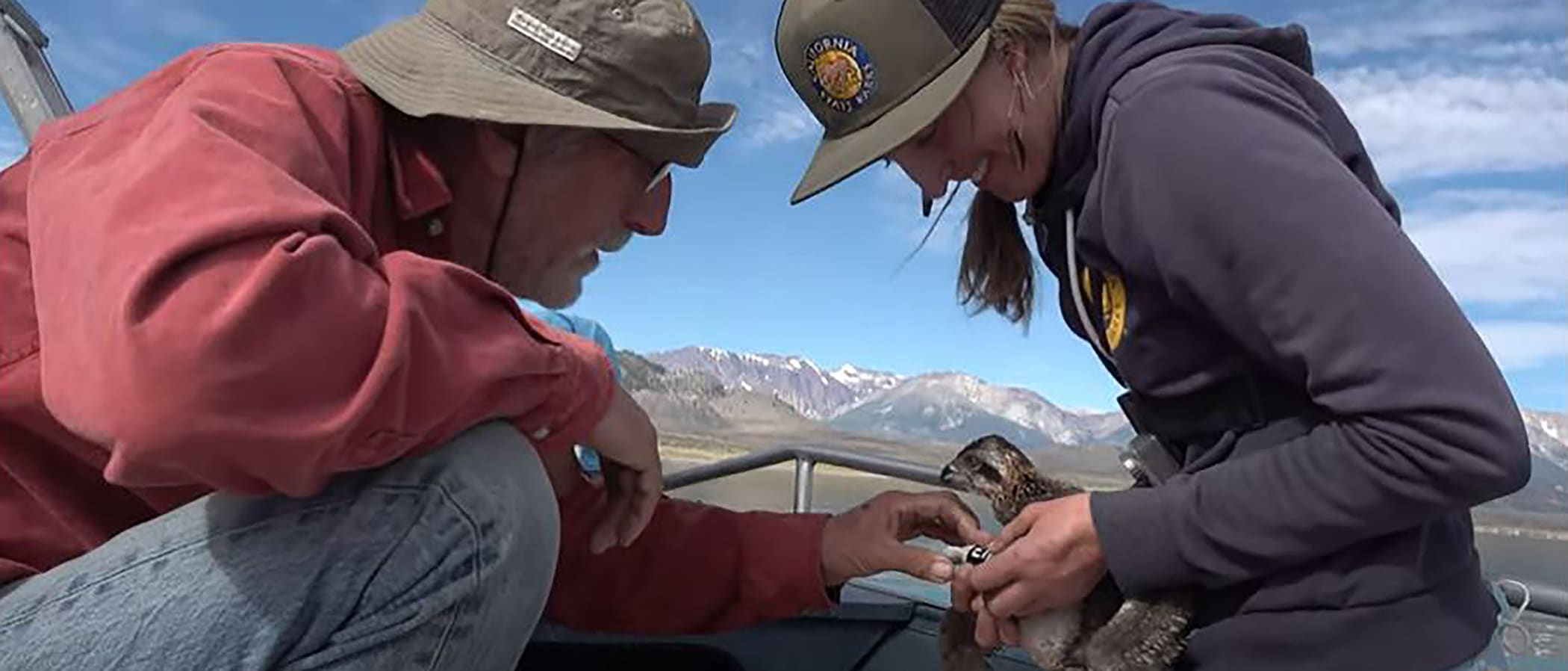 Two researchers sitting in a boat with one holding a baby Osprey, fish eating hawk, while they look at the band on the bird's leg.