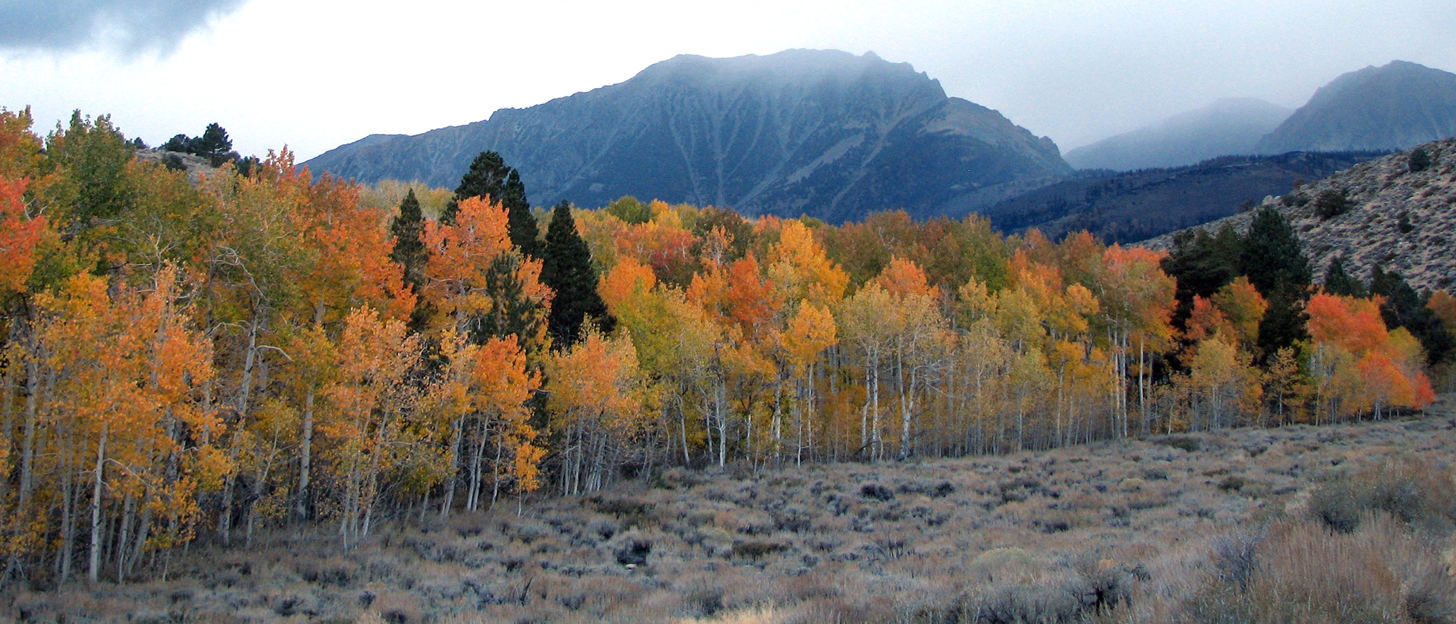 A line of deciduous trees in bright fall colors dotted with pine trees in front of a tall mountain with clouds coming over.