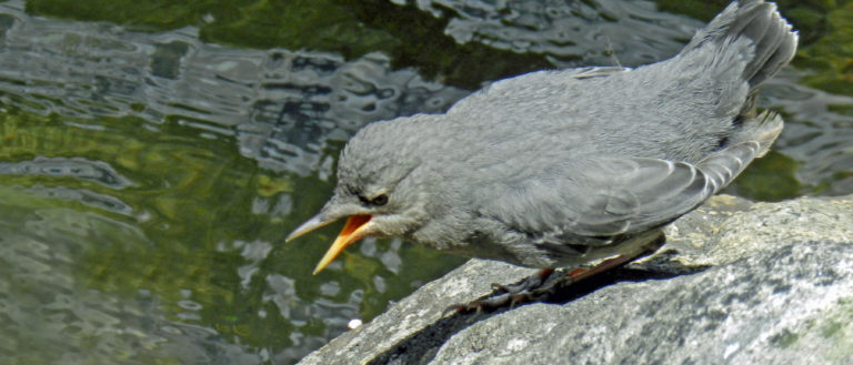 A close up of a gray bird sitting on a rock near green water.