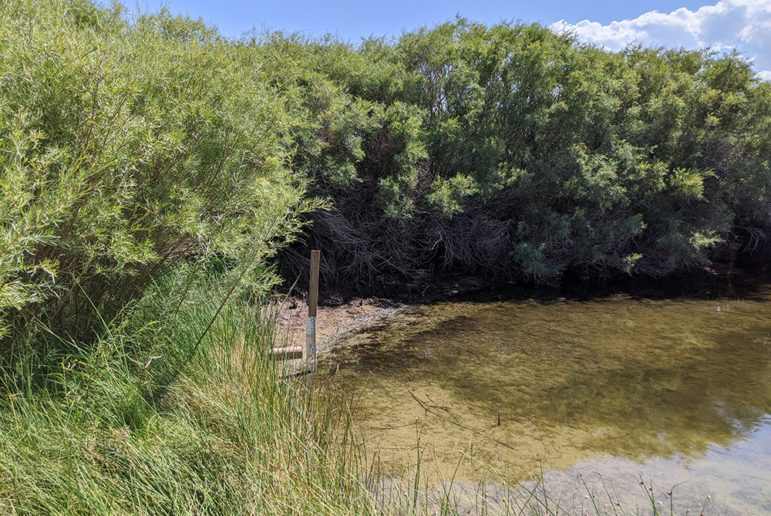 A piece of wood with a white measuring device attached to it is sticking out of the ground at the water's edge. Algae grows under the pond water and tall green bushes surround it.