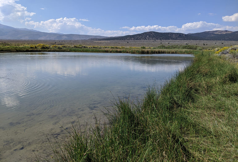 Rippling pond water is surrounded by green grasses and the drier sage brush can be seen in the background.