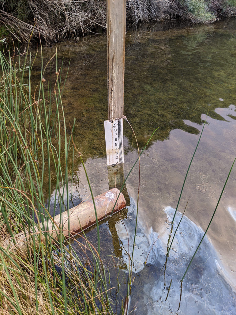 The same wooden and white plastic measuring device as above can be seen now partially underwater. A brown pipe cuts through grasses into the green pond water.