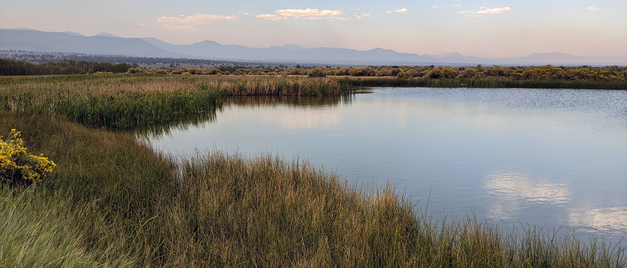 Green grasses line the still pond water, which reflects the light blue and pastel pink sky.