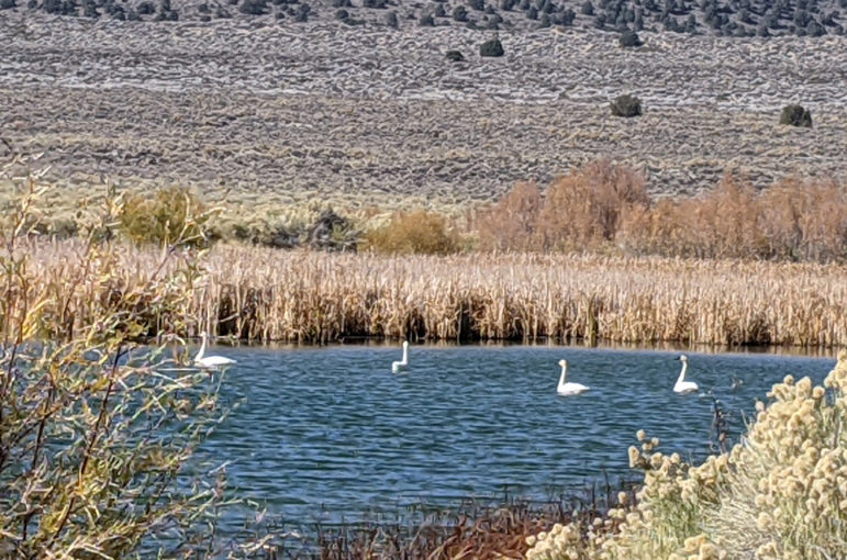 Four white birds seen from a distance float in the rippling blue water of the pond. Yellow and brown grasses and plants surround the water.