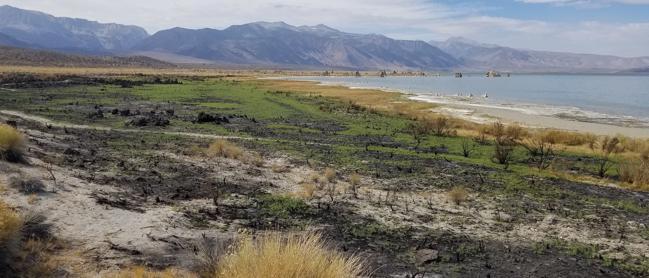 Turquoise waves wash up on the sandy colored shores of Mono Lake, and the landscape shifts from yellow grasses to bright green plants striped with darker rocky swaths. The Sierra Nevadas loom dark blue in the background.