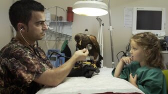 A veterinarian sitting across from a medical table from a young girl. The vet holds a stethoscope to a large brown bird with yellow claws.