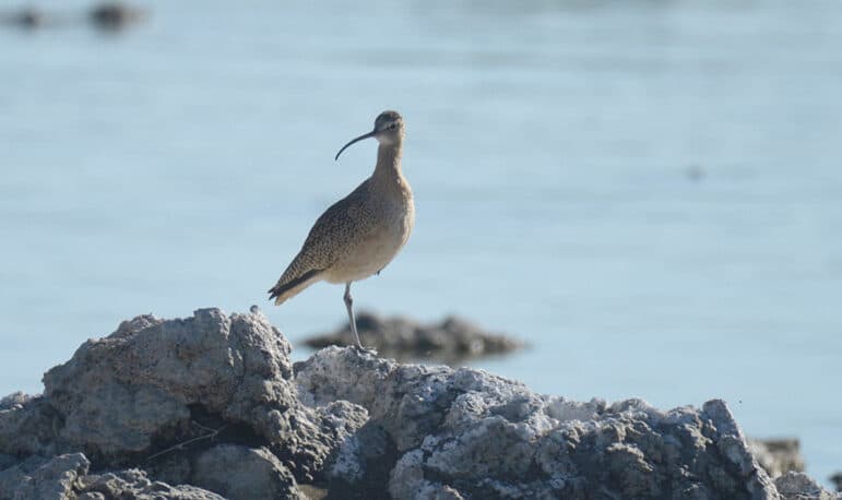 A close up of a light brown bird with a long curved beak and black speckled wings standing on tufa in the sun.