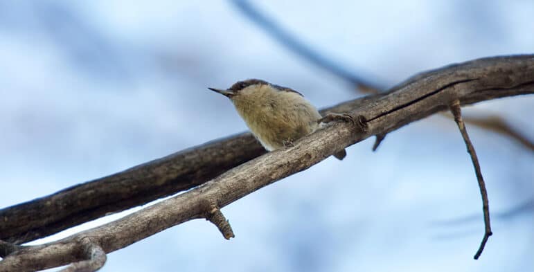 Looking up at a small bird with a light yellowish brown breast and a dark head perched on a branch.