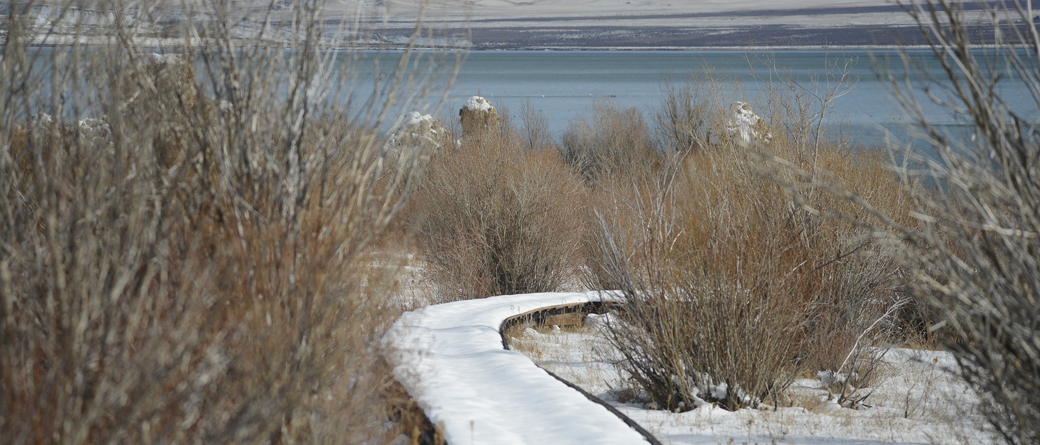 The snow covered boardwalk snakes through bare brambles towards Mono Lake.