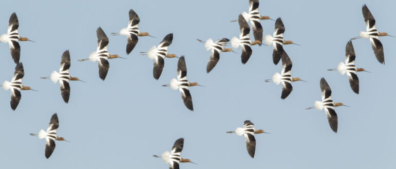 A flock of white and black striped birds with brown heads and long legs and beaks seen from above flying together.