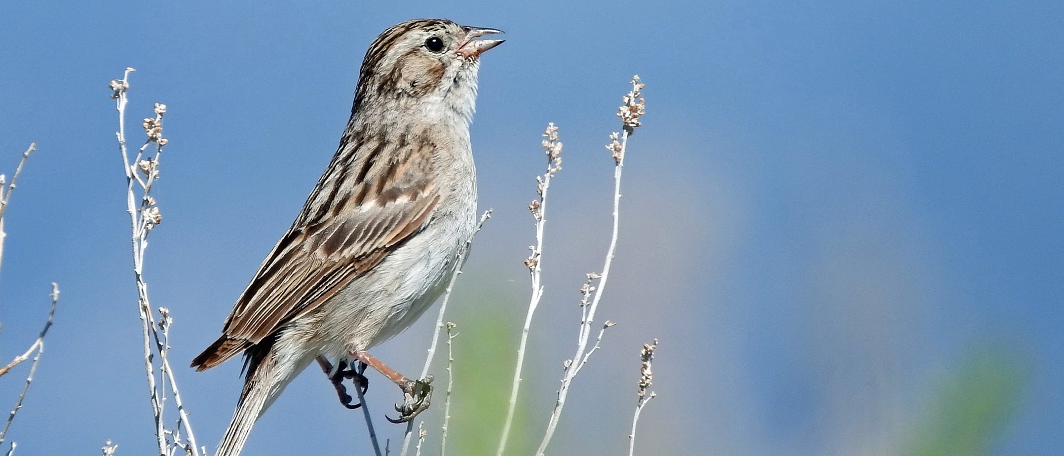 A small light and dark brown sparrow sits on a thin branch.