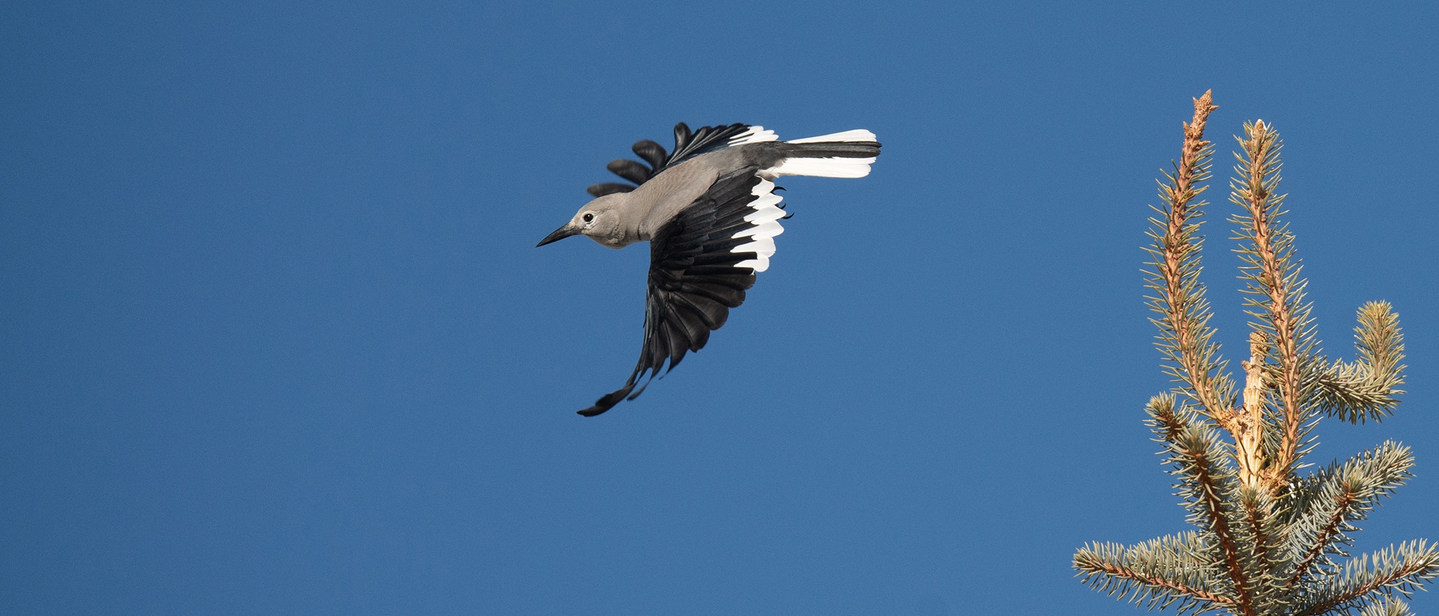 A bird with black wings and a gray body swoops through the blue sky.