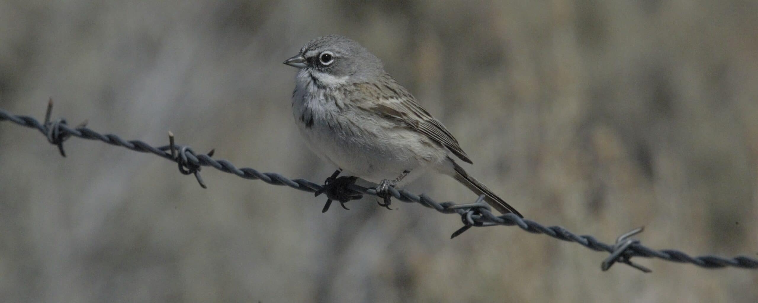 A small tan bird sits perched on barbed wire.