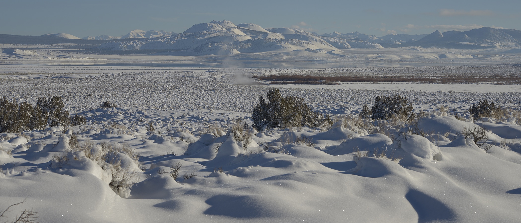 Smooth snow covers sagebrush and other small shrubs in a large open area, with white snowy mountains in the distance.