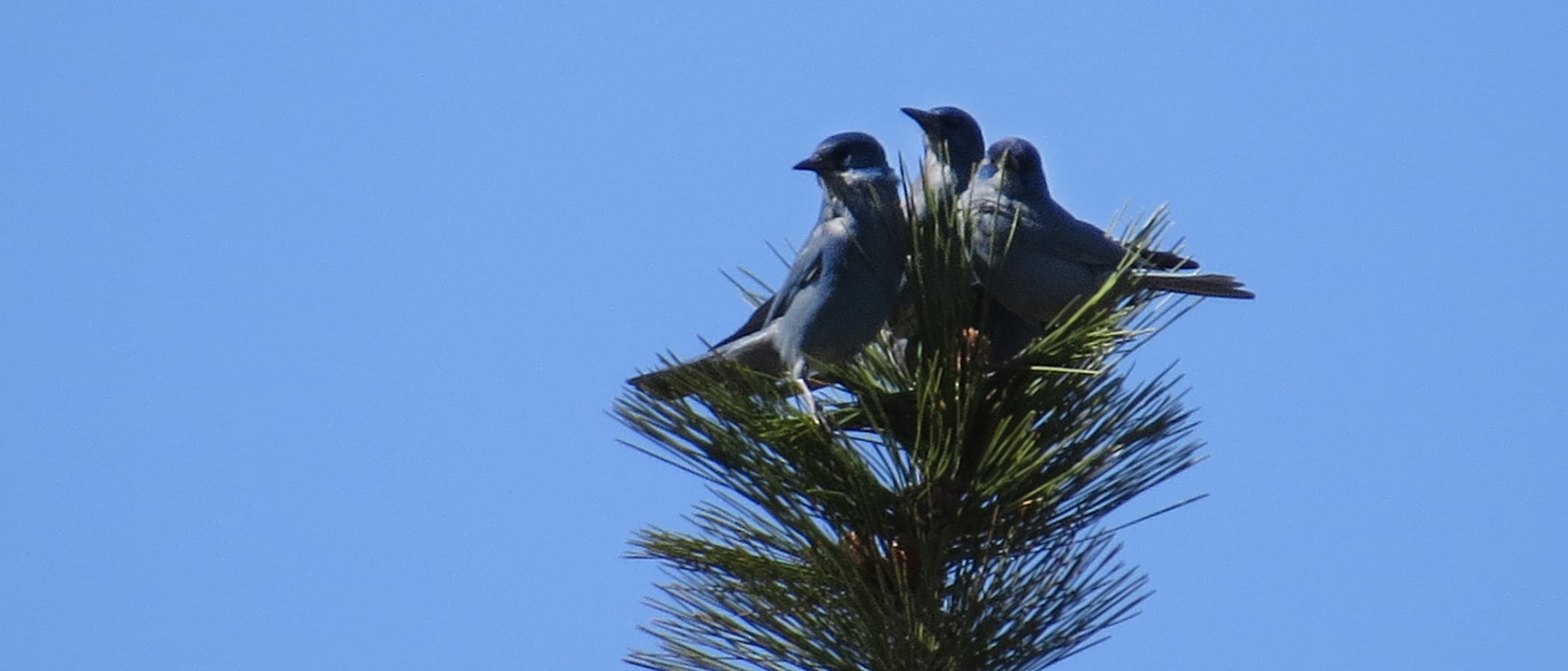 Three blue birds sit on the top of a pine branch against a clear blue sky.