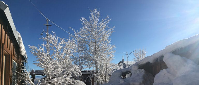 Snow covered trees against a clear blue sky.