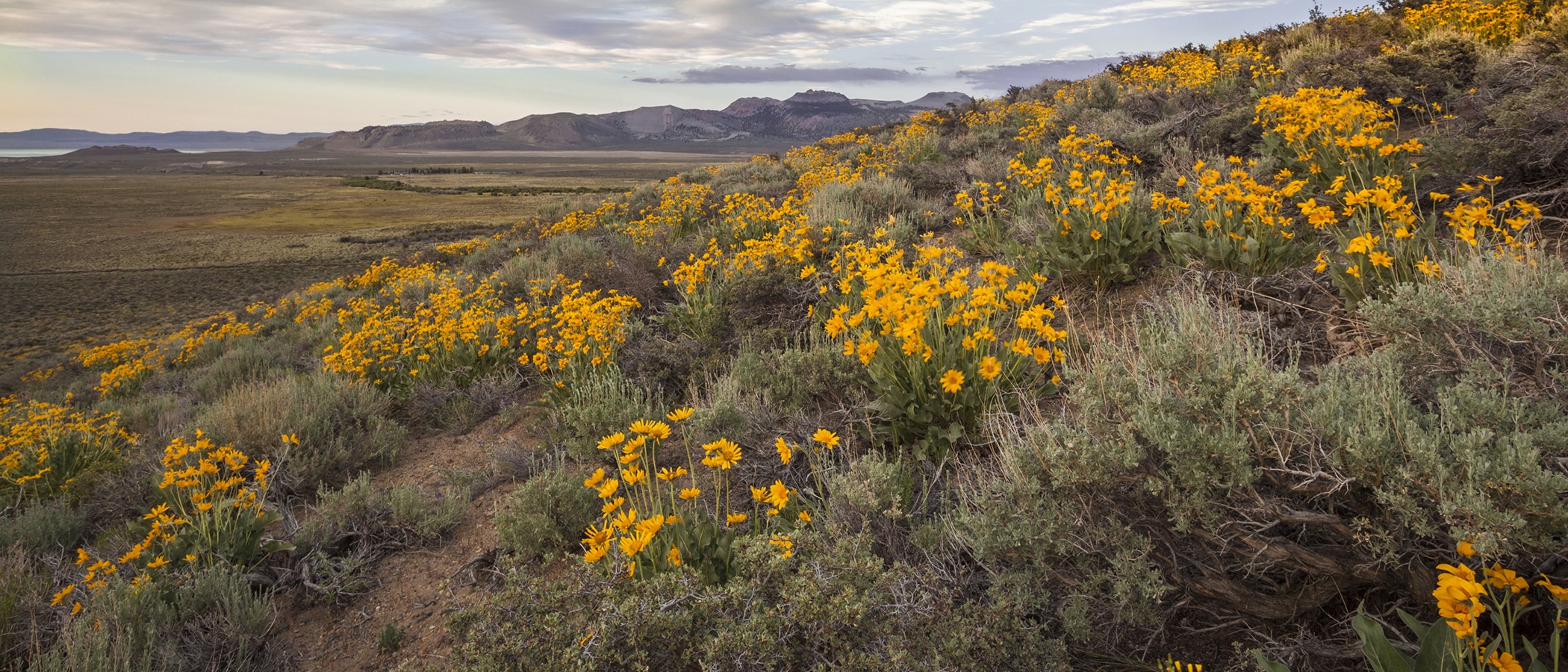 Bright yellow wild flowers adorn a green knoll.