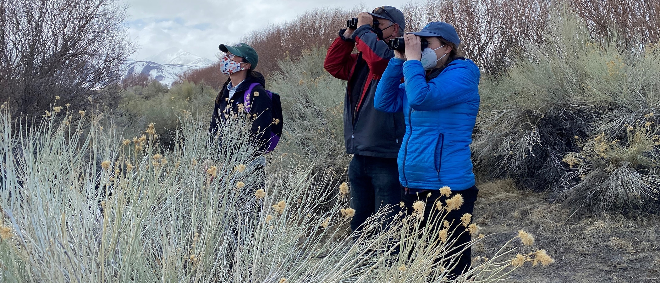 Three birders stand amidst rabbitbrush looking through binoculars.