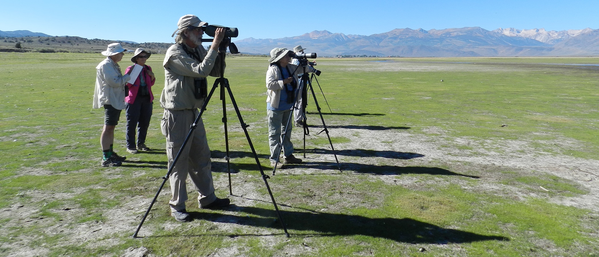 Birders stand at tall scopes on a flat green plain.